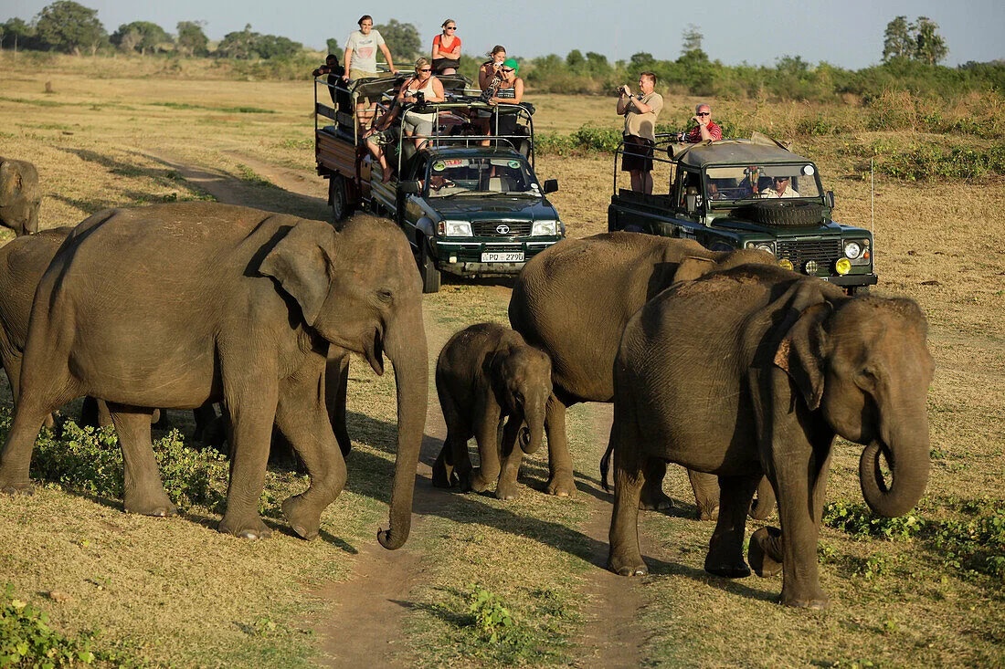 70431288-Elephants-safari-to-the-Udawalawe-National-Park-Sri-Lanka.jpg